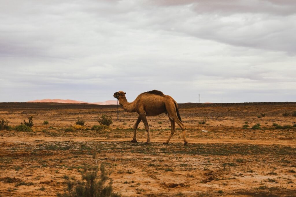 brown camel on brown field during daytime