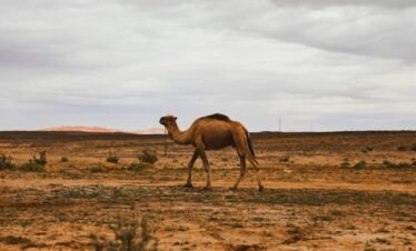 brown camel on brown field during daytime