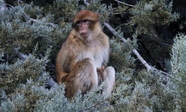 a monkey is sitting in a tree looking at the camera