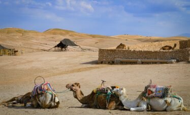 a couple of camels that are sitting in the dirt
