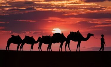 a person with a group of camels in front of a sunset
